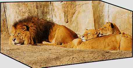 African Lions-TR-by Trudie Waltman.jpg