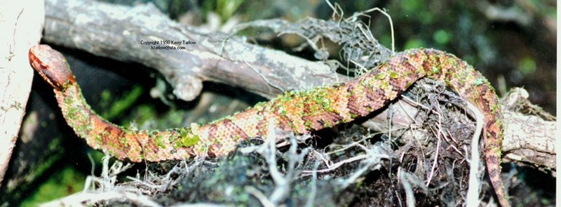 Agkistrodon-ktatlow@xta.com-Baby Cottonmouth Snake-by Kerry Tatlow.jpg