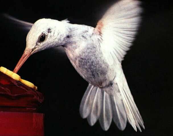 Albino 02 Hummingbird-flight on bird feeder.jpg
