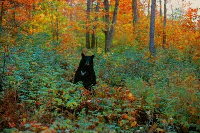 American Black Bear In Underbrush-by Marv Harrison.jpg