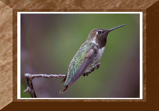 Annas 04 Hummingbird-perching on branch.jpg