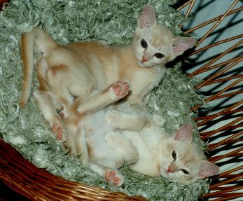 Aprikose2b-Burmese Cat Kittens-by Frank and Heidi Schulz.jpg