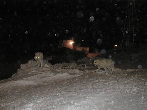 Arctic Wolfes in Eureka night-by Francois.jpg