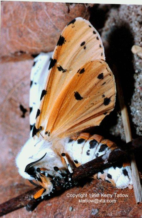 Arctiid-Tiger Moth-ktatlow@xta.com-by Kerry Tatlow.jpg