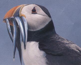 Atlantic Puffin-with a beakbul of Sand-eels-by Roy Cutts.jpg
