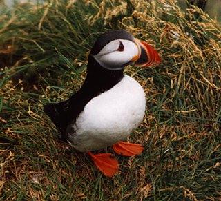 Atlantic puffin-01-by Waco.jpg