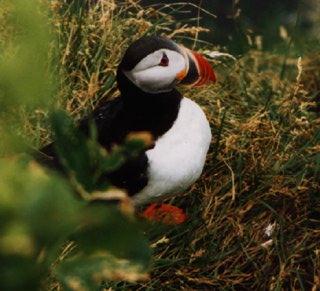 Atlantic puffin-03-by Waco.jpg