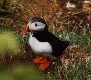 Atlantic puffin-04-by Waco.jpg