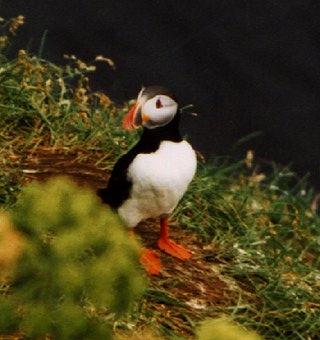 Atlantic puffin-06-by Waco.jpg