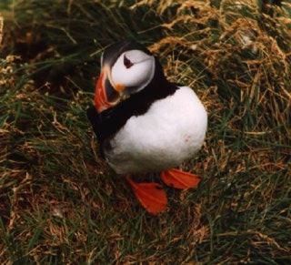 Atlantic puffin-07-by Waco.jpg