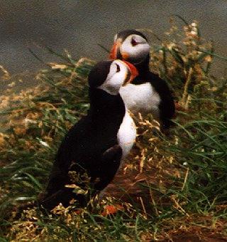 Atlantic puffin-08-by Waco.jpg