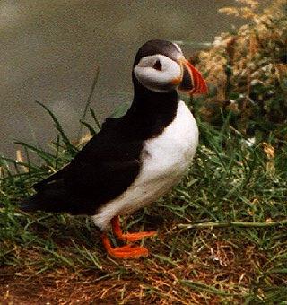 Atlantic puffin-09-by Waco.jpg