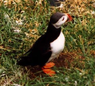 Atlantic puffin-10-by Waco.jpg