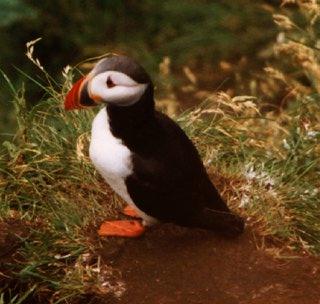 Atlantic puffin-11-by Waco.jpg