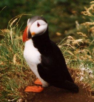 Atlantic puffin-12-by Waco.jpg