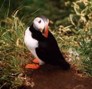 Atlantic puffin-13-by Waco.jpg