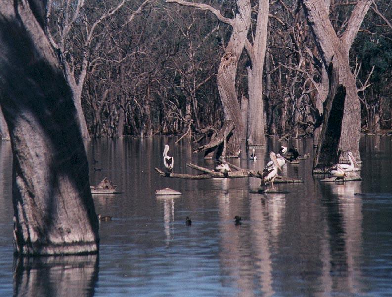 Australian Pelican02-flock in inland swamp-by Julius Bergh.jpg