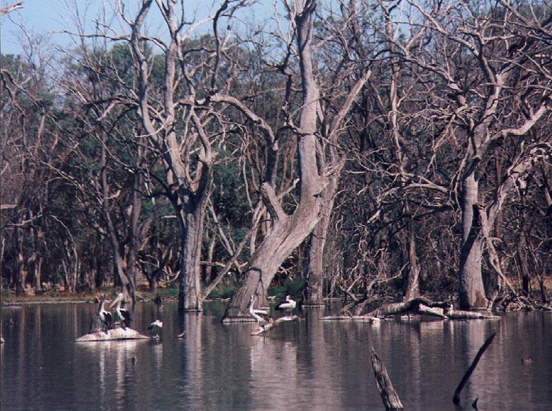 Australian Pelican03-flock in inland swamp-by Julius Bergh.jpg