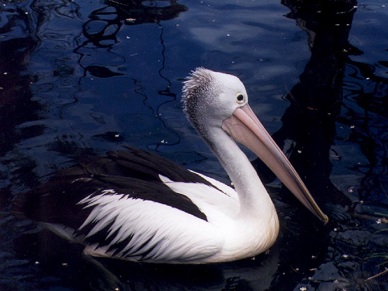 Australian Pelican04-floating on water-by Julius Bergh.jpg