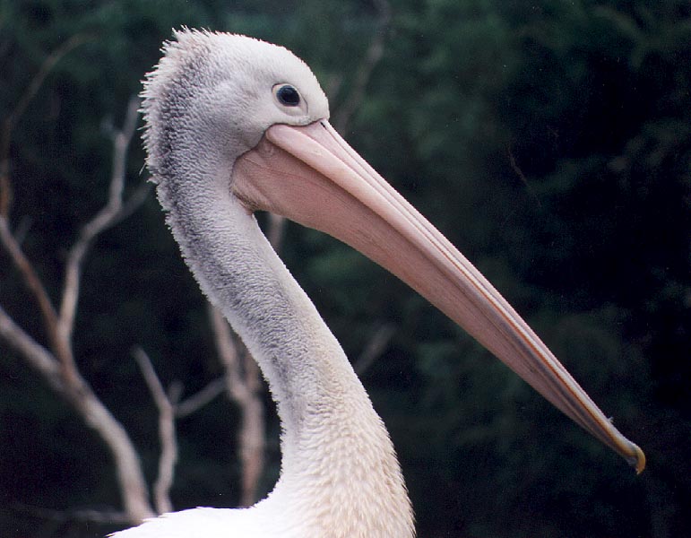 Australian Pelican05-Face closeup-by Julius Bergh.jpg