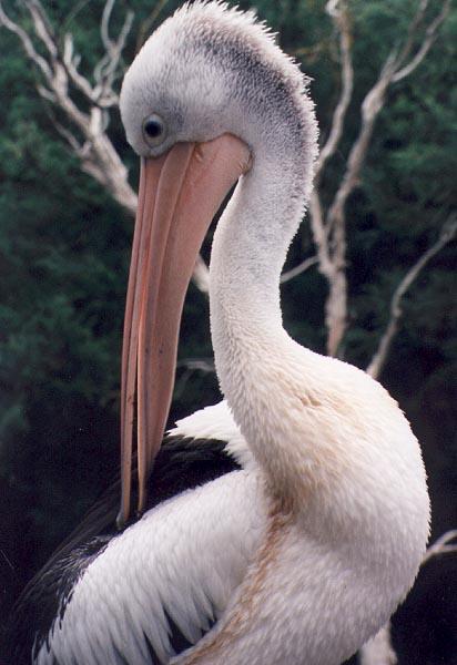 Australian Pelican07-feathering-closeup-by Julius Bergh.jpg
