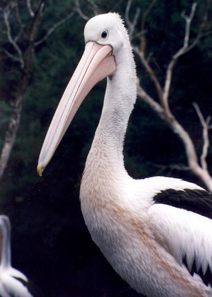 Australian Pelican09-face clsoeup-by Julius Bergh.jpg