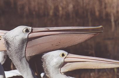 Australian Pelicans face closeup-by Fiona Anderson.jpg