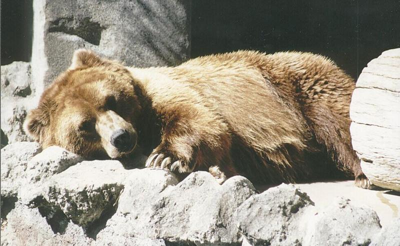 BEAR-Grizzly Bear-resting on rock-San Diego Zoo-by Ralf Schmode.jpg
