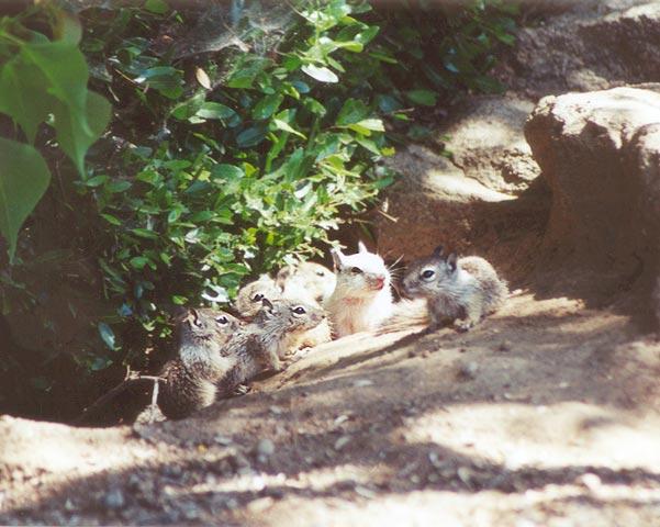 BabyWhite00-California Ground Squirrel-by Gregg Elovich.jpg