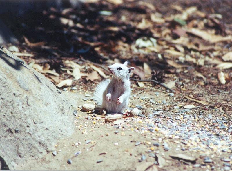 BabyWhite02-California Ground Squirrel-by Gregg Elovich.jpg