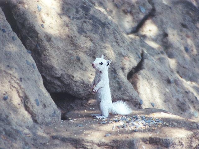 BabyWhite03-California Ground Squirrel-by Gregg Elovich.jpg