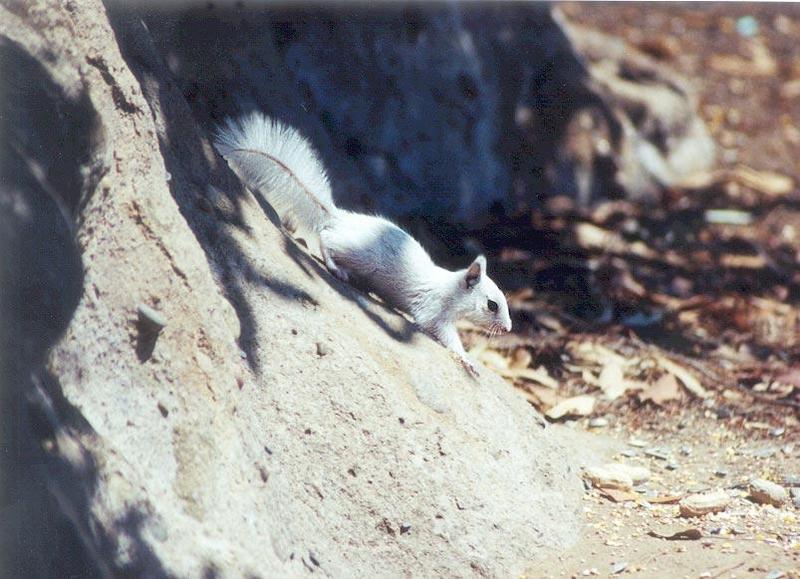 BabyWhite09-California Ground Squirrel-by Gregg Elovich.jpg