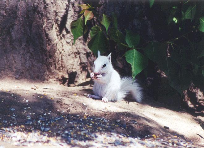 BabyWhite10-California Ground Squirrel-by Gregg Elovich.jpg