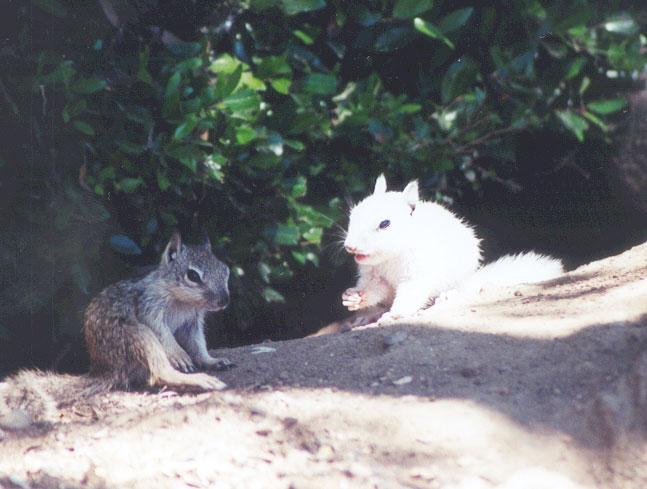 BabyWhite12-California Ground Squirrel-by Gregg Elovich.jpg