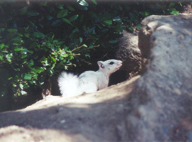 BabyWhite13-California Ground Squirrel-by Gregg Elovich.jpg
