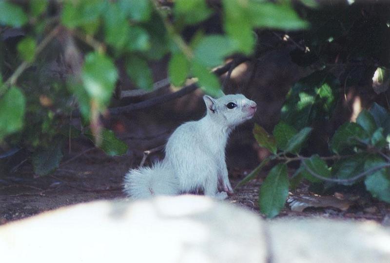 BabyWhite14-California Ground Squirrel-by Gregg Elovich.jpg