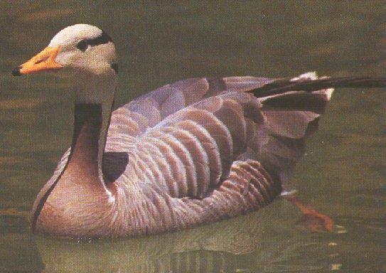 Barhead Goose01-floating on water-by Dan Cowell.jpg