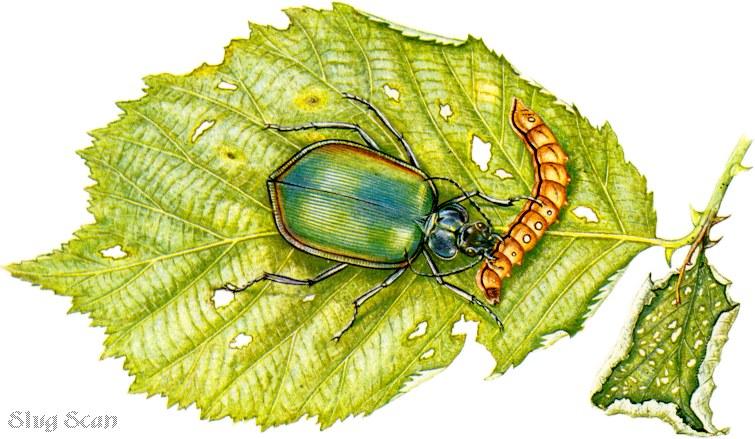 Beetle12-Art by Hermann Fey-Scan by Reiner Richter.jpg