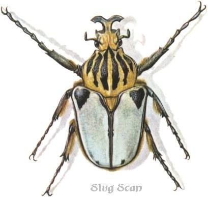 Beetles14a-Art by Hermann Fey-Scan by Reiner Richter.jpg