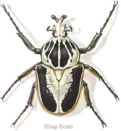 Beetles14b-Art by Hermann Fey-Scan by Reiner Richter.jpg