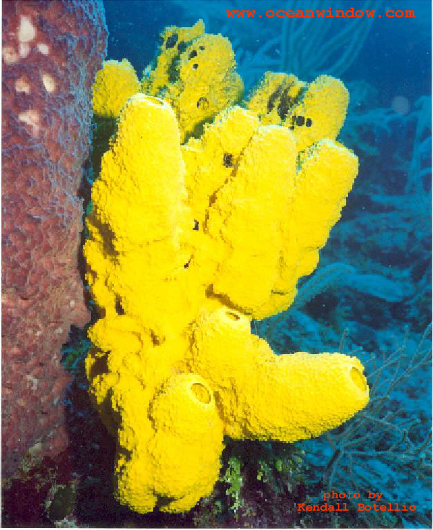 Belize-Yellow sponge-by Kendall Botellio.jpg
