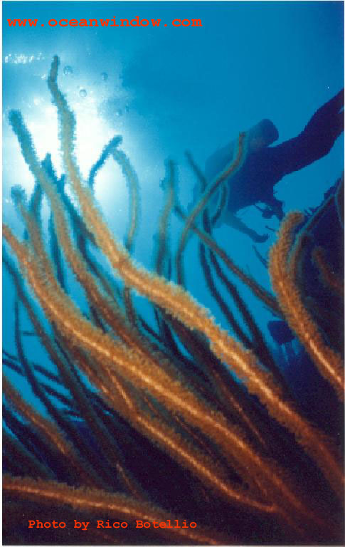 Belize reef-Sea Whips-by Rico Botellio.jpg