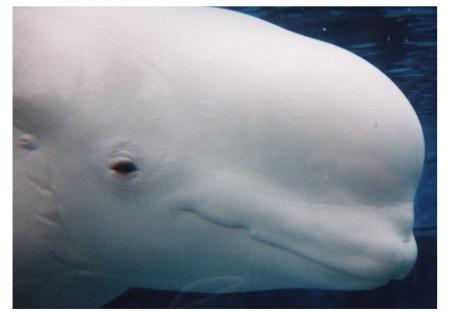 Beluga Whale Big Head-at Mystic Aquarium-by World Traveler.jpg