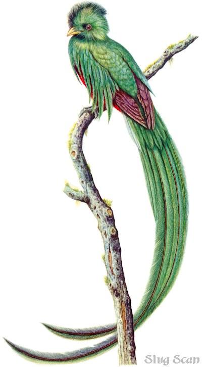 Bird55-Quetzal-Art by Hermann Fey-Scan by Reiner Richter.jpg