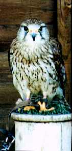 Bird of prey1-Peregrine Falcon-by Theresa.jpg
