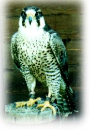 Bird of prey2-Peregrine Falcon-by Theresa.jpg