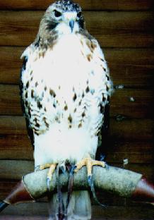 Bird of prey3-Peregrine Falcon-by Theresa.jpg