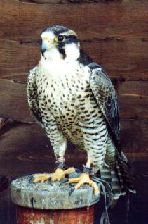 Bird of prey4-Peregrine Falcon-by Theresa.jpg