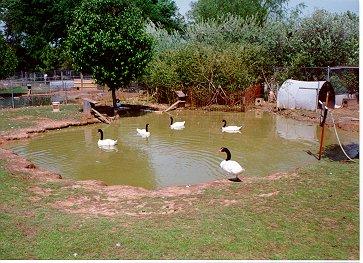 Black-necked Swans-flock in pond-by Dan Cowell.jpg
