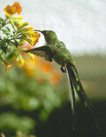 BlackTailTrainbear Hummingbird.jpg